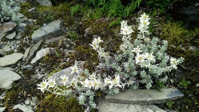 Leontopodium microphyllum, photographed by Cheng-Te Hsu