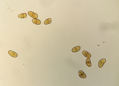 Tritomaria exsecta, photographed by George Greiff