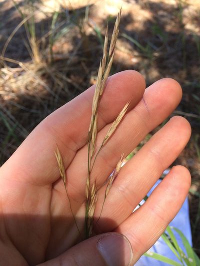 Bromus pumpellianus, photographed by Derek