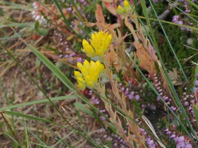 Petrosedum montanum, photographed by Dan Bender