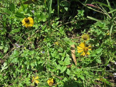 Helenium mexicanum, photographed by Oscar Alejandro Morales Juárez