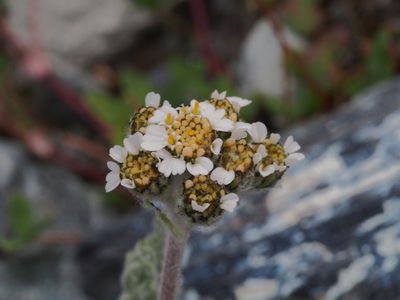 Aspilia foliacea, photographed by Dan Bender