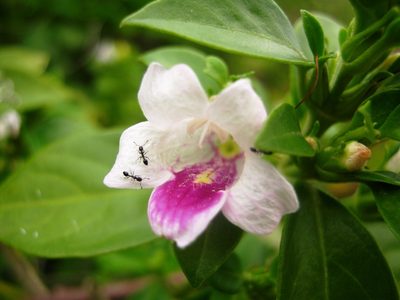 Bravaisia berlandieriana, photographed by Jorge Armín Escalante-Pasos
