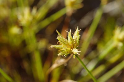 Bulbostylis barbata, photographed by Cheng-Tao Lin