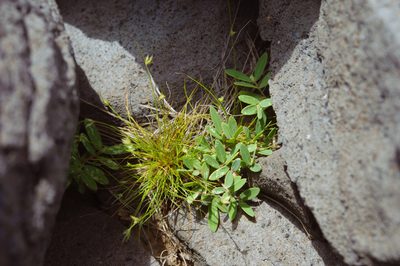 Synostemon bacciformis, photographed by Cheng-Tao Lin