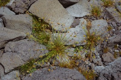 Bulbostylis barbata, photographed by Cheng-Tao Lin