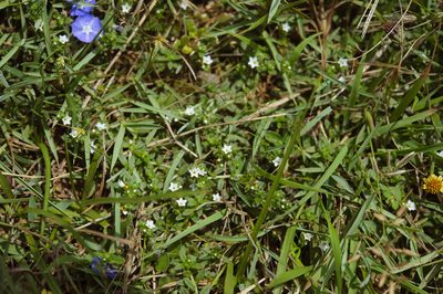 Heliotropium formosanum, photographed by Cheng-Tao Lin