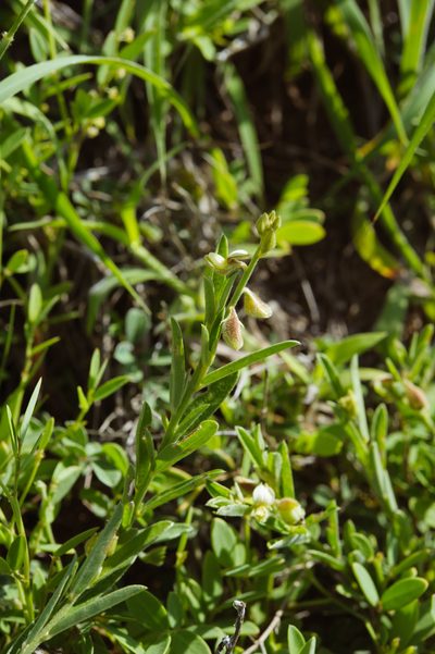 Crotalaria linifolia, photographed by Cheng-Tao Lin