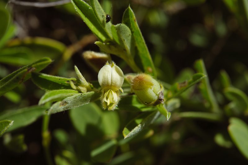 Crotalaria linifolia, photographed by Cheng-Tao Lin