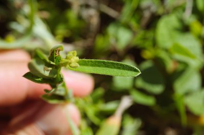 Crotalaria linifolia, photographed by Cheng-Tao Lin