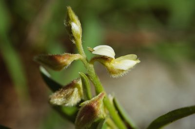 Crotalaria linifolia, photographed by Cheng-Tao Lin