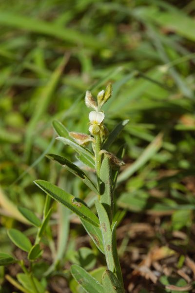 Crotalaria linifolia, photographed by Cheng-Tao Lin