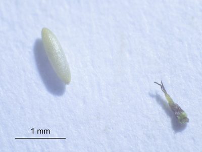 Najas indica, photographed by Cheng-Tao Lin