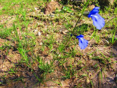 Salvia reptans, photographed by Oscar Alejandro Morales Juárez