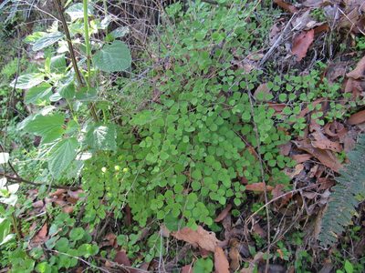 Windhamia cordifolia, photographed by Oscar Alejandro Morales Juárez