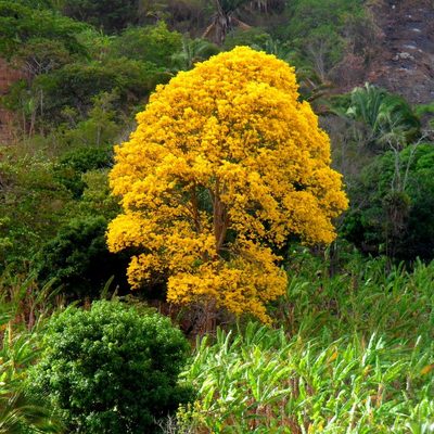 Handroanthus serratifolius, photographed by Macelo Costa