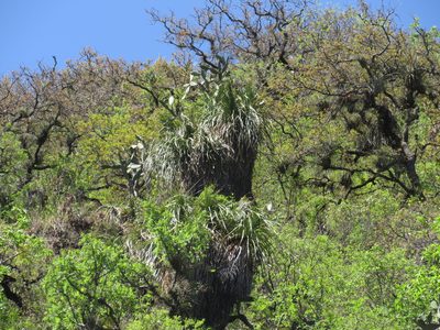 Nolina parviflora, photographed by Oscar Alejandro Morales Juárez