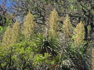 Nolina parviflora, photographed by Oscar Alejandro Morales Juárez