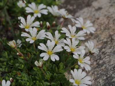 Cerastium uniflorum, photographed by Dan Bender