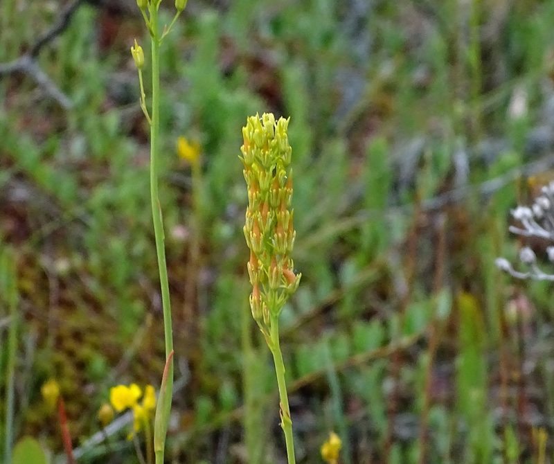 Narthecium americanum, photographed by Sandra Keller