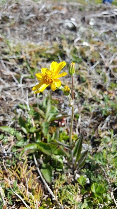 Arnica lonchophylla, photographed by Todd Boland