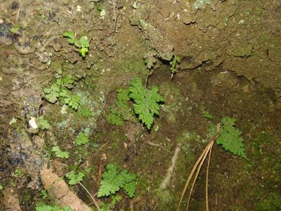 Asplenium dareoides, photographed by Cristian Riquelme