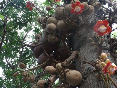 Couroupita guianensis, photographed by Juan Rafael Rodríguez Razgado