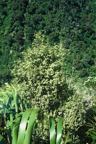 Myrsine argentea, photographed by Peter de Lange