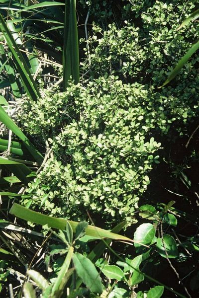Myrsine argentea, photographed by Peter de Lange