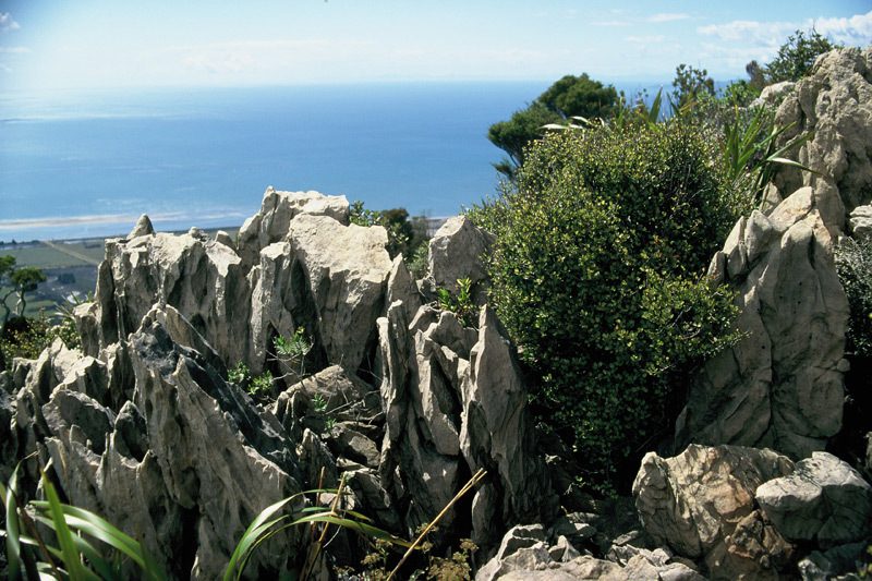 Myrsine argentea, photographed by Peter de Lange