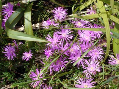 Lampranthus multiradiatus, photographed by Peter de Lange