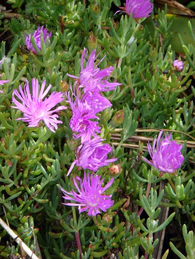 Lampranthus multiradiatus, photographed by Peter de Lange