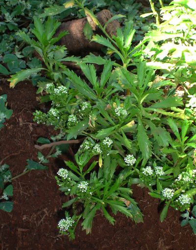 Lepidium panniforme, photographed by Peter de Lange