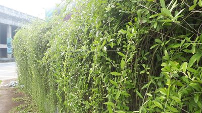Tarlmounia elliptica, photographed by Ong Jyh Seng