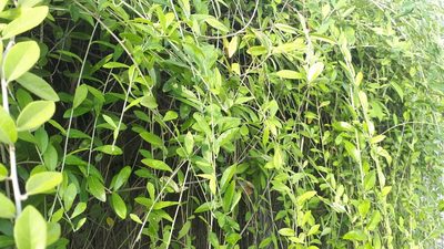 Tarlmounia elliptica, photographed by Ong Jyh Seng