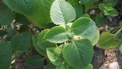 Coleus amboinicus, photographed by Ong Jyh Seng