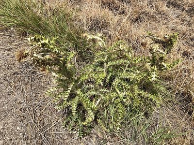 Cirsium ochrocentrum, photographed by CK2AZ