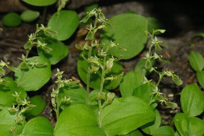Neottia convallarioides, photographed by Rolf Lawrenz