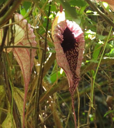 Aristolochia grandiflora, photographed by Paul Prior