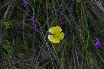 Ranunculus formosa-montanus, photographed by Cheng-Te Hsu