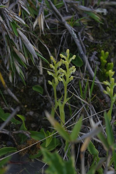 Platanthera brevicalcarata, photographed by Cheng-Te Hsu