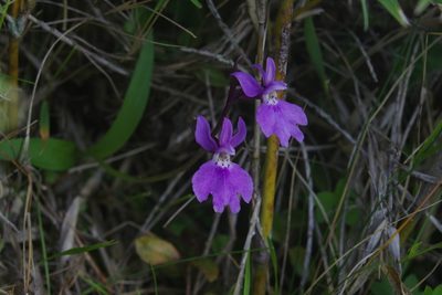 Hemipilia kiraishiensis, photographed by Cheng-Te Hsu