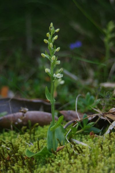 Platanthera brevicalcarata, photographed by Cheng-Te Hsu