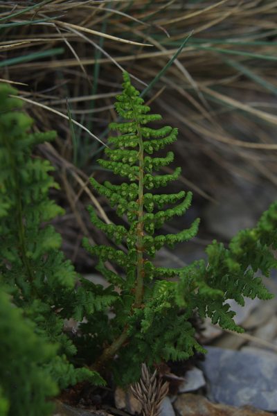 Dryopteris alpestris, photographed by Cheng-Te Hsu