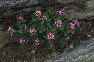 Spiraea morrisonicola, photographed by Cheng-Te Hsu