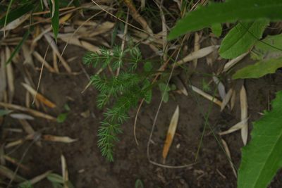 Chaerophyllum involucratum, photographed by Cheng-Te Hsu