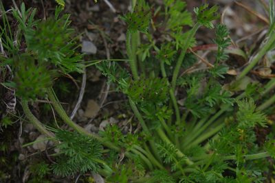 Chaerophyllum taiwanianum, photographed by Cheng-Te Hsu