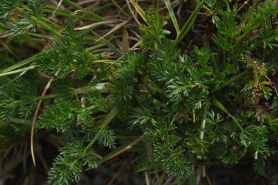 Chaerophyllum taiwanianum, photographed by Cheng-Te Hsu