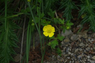 Ranunculus formosa-montanus, photographed by Cheng-Te Hsu