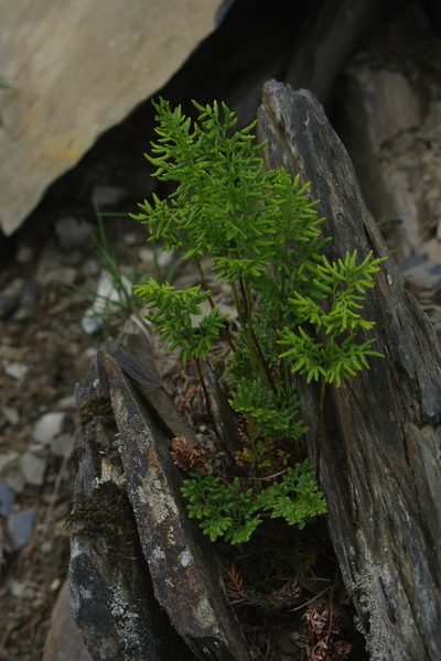 Cryptogramma brunoniana, photographed by Cheng-Te Hsu